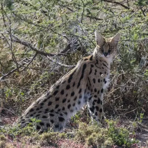 Serval (Leptailurus serval), Ndutu, Ngorongoro Conservation Area, Serengeti, Tanzania