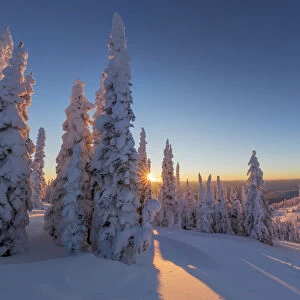 Setting sun through forest of snowghosts at Whitefish, Montana, USA