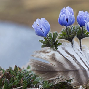 Seward Peninsula, Alaska; Arctic Wildflowers
