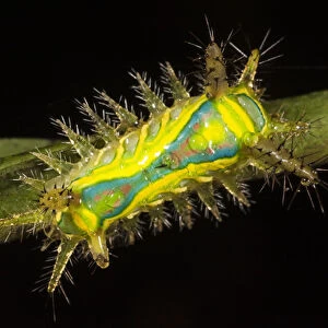 Shag Moth Caterpillar (Limacodidae) Napo River bordering Yasuni National Park
