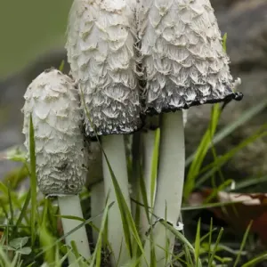 Shaggy Mane Print, Pictured Rocks National Lakeshore Shaggy Mane Print, Pictured Rocks National Lakeshore