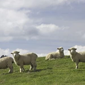 Sheep and Farmland near Taihape, Rangitikei District, Central North Island, New Zealand