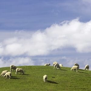 Sheep and Farmland near Taihape, Rangitikei District, Central North Island, New Zealand