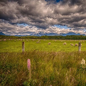 Sheep in Fiordland: Te Anau, NZ