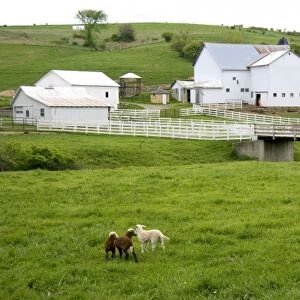 Sheep in the grass on a farm near Berlin, Ohio