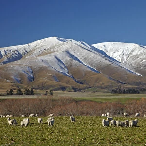 Sheep and Kakanui Mountains, Kyeburn, near Ranfurly, Maniototo, Central Otago, South Island