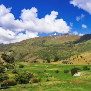 Sheep ranch on the shore of Lake Wanaka, Otago, South Island, New Zealand Sheep ranch on the shore of Lake Wanaka, Otago, South Island, New Zealand