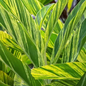 Shell Ginger Plant Print Shell Ginger Plant Print