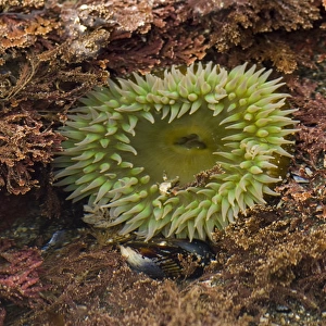 Shi Shi Beach low tide. Luxuriant tide pools. Giant Green Anemone (Anthopleura xanthogrammica)