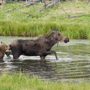 Shiras Cow Moose with Calf Print