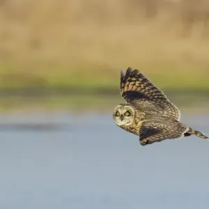Short-eared Owl in Flight Short-eared Owl in Flight