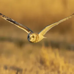 Short-eared owl flying, Prairie Ridge State Natural Area, Marion County, Illinois Short-eared owl flying, Prairie Ridge State Natural Area, Marion County, Illinois