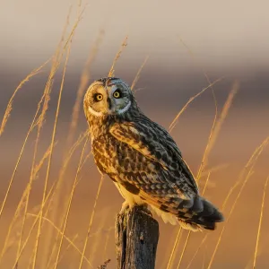 Short-eared owl perched on fence post, Prairie Ridge State Natural Area, Marion County, Illinois Short-eared owl perched on fence post, Prairie Ridge State Natural Area, Marion County, Illinois