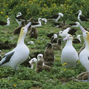 Short-tailed Albatross, (Diomedea albatrus), decoys to lure birds to eastern island