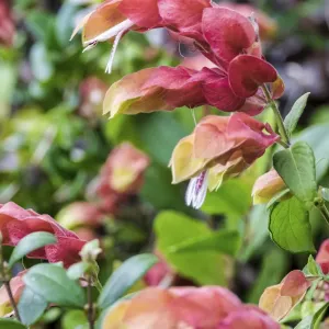Shrimp Plant Print, Florida USA Shrimp Plant Print, Florida USA