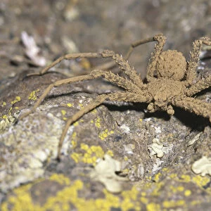 Sicarius, Atacama Desert, Chile. Is a genus of venomous spiders, the best known being