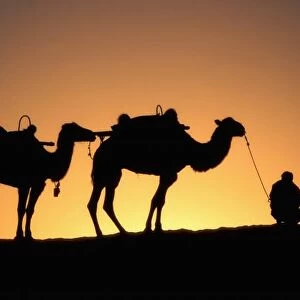 Silhouette of camel