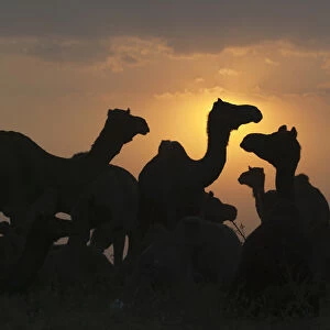 Silhouette of camels in the desert at sunrise, Pushkar Camel Fair, Pushkar, Rajasthan