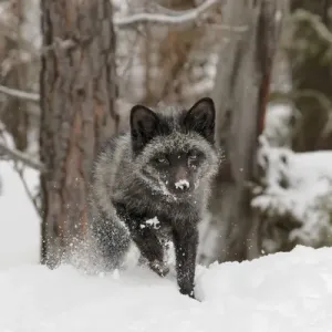 Silver Fox Print - Melanistic Red Fox Vulpes vulpes, Captive Silver Fox Print - Melanistic Red Fox Vulpes vulpes, Captive