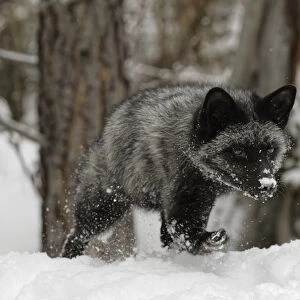 Silver Fox a melanistic form of the red fox, Vulpes vulpes. (Captive) Montana