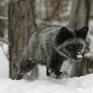 Silver Fox Print - Melanistic Red Fox in Montana Silver Fox Print - Melanistic Red Fox in Montana