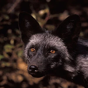 silver fox, red fox morph, Vulpes vulpes, in the foothills of the Takshanuk mountains