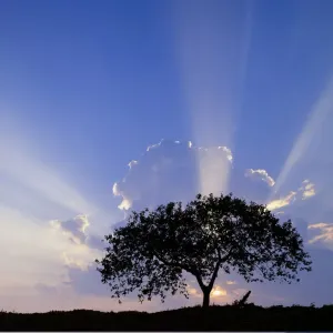 Single tree silhouetted at sunrise, Costa Rica