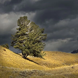 Single tree with sunlight, Lamar Valley, Yellowstone National Park, Montana