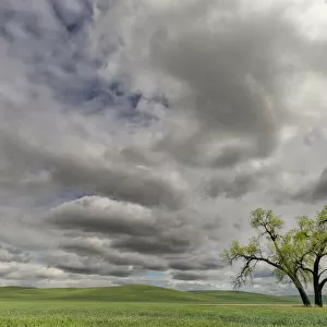 Single tree among wheat fields and clouds, Palouse region of eastern Washington
