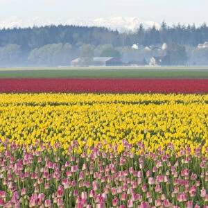 Skagit Valley Tulip Fields, near La Conner, Washington State, USA