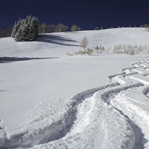 Ski tracks in Big Cottonwood Canyon, Wasatch-Cache National Forest, Utah