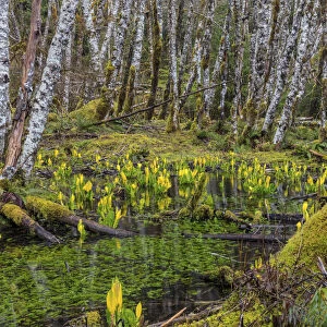 Skunk cabbage and alder forest in the Sol Duc Valley of Olympic National Park, Washington State