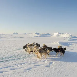 Sled dog on Melville Bay sea ice Print Sled dog on Melville Bay sea ice Print