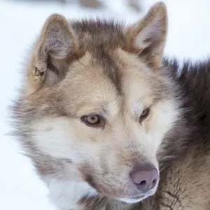 Sled Dogs in Winter Print Sled Dogs in Winter Print