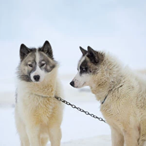 Sled dogs on sea ice during winter near Uummannaq in northern West Greenland beyond the Arctic Circle. Greenland, Danish territory