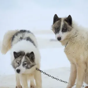 Sled dogs on sea ice during winter near Uummannaq in northern West Greenland beyond the Arctic Circle. Greenland, Danish territory Sled dogs on sea ice during winter near Uummannaq in northern West Greenland beyond the Arctic Circle. Greenland, Danish territory