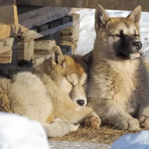 Sled dogs in town. Winter in Ilulissat on the shore of Disko Bay. Greenland, Denmark Sled dogs in town. Winter in Ilulissat on the shore of Disko Bay. Greenland, Denmark