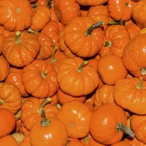 Small Orange Pumpkins Squash Cucurbita Pepo Squash Small Orange Pumpkins Squash Cucurbita Pepo Squash