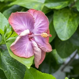 Smoky Mountain, Hibiscus, USA