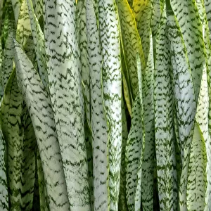 Snake plant, Mother-in-laws tongue