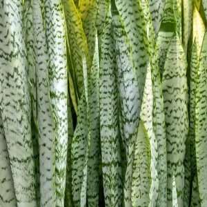 Snake Plant Mother-in-law's Tongue Floral Print Snake Plant Mother-in-law's Tongue Floral Print