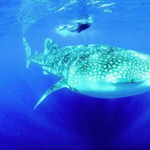 Snorkeler and Whale Shark(Rhincodon typus), worlds largest fish, Ningaloo Marine Park