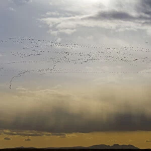 Snow geese in flight during spring migration at Freezeout Lake WMA near Choteau, Montana