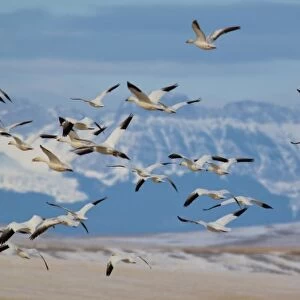 Snow geese in flight during spring migration along the Rocky Mountain Front at Freezeout