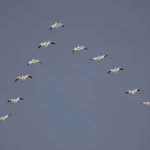 Images Dated 2003 February: 26 Feb 2003