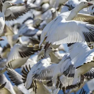 Snow geese taking off, Skagit Valley, Washington State