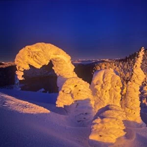 Snow ghosts at sunset on Big Mountain in the Whitefish Range in Whitefish, Montana, USA