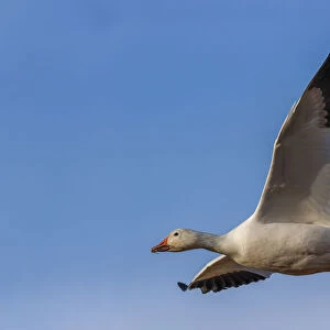 Snow goose flying. Bosque del Apache National Wildlife Refuge, New Mexico