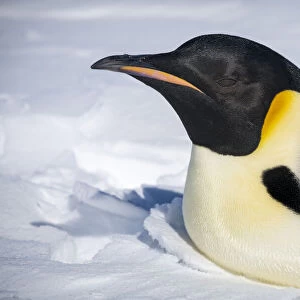 Snow Hill Island, Antarctica. Close-up emperor penguin on its belly resting