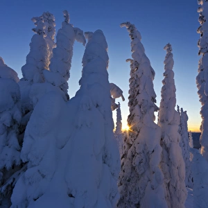 Snowghosts at sunset looking west to the Salish Mountains from the summit of Big